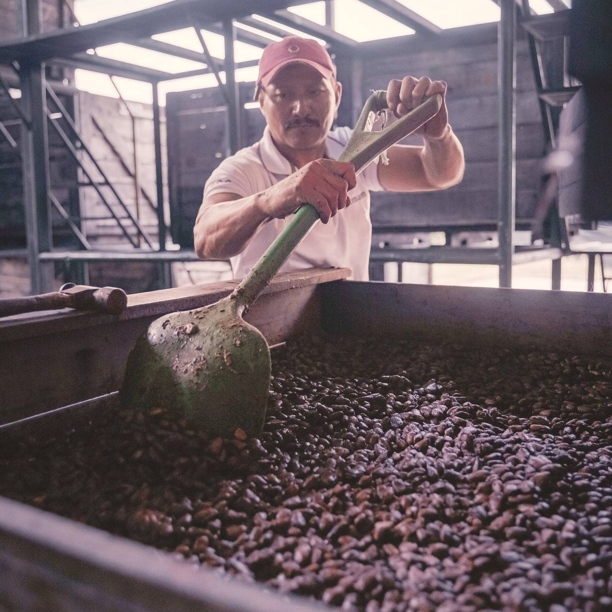 A worker turning fermenting cacao beans in a wooden box with a long paddle, Ingemann, Tipitapa, Nicaragua