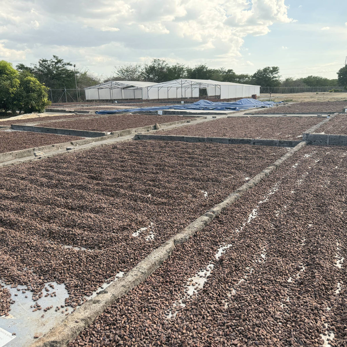 Cacao beans raked into rows on open drying beds, white sheds behind, Ingemann, Tipitapa, Nicaragua