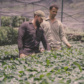 Two people walking through a shaded coffee nursery full of young plants, Nicaragua