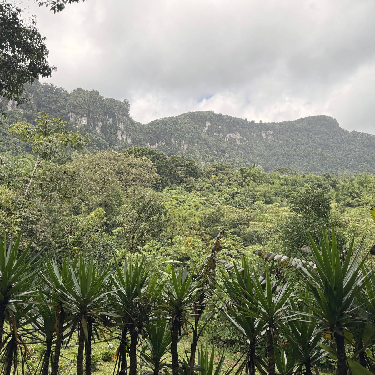 Mist over a forested ridge above an agroforestry plot, Nicaragua