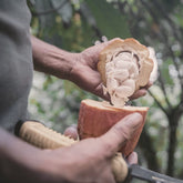 Hands opening a ripe cacao pod with a knife, the white seeds inside, Nicaragua