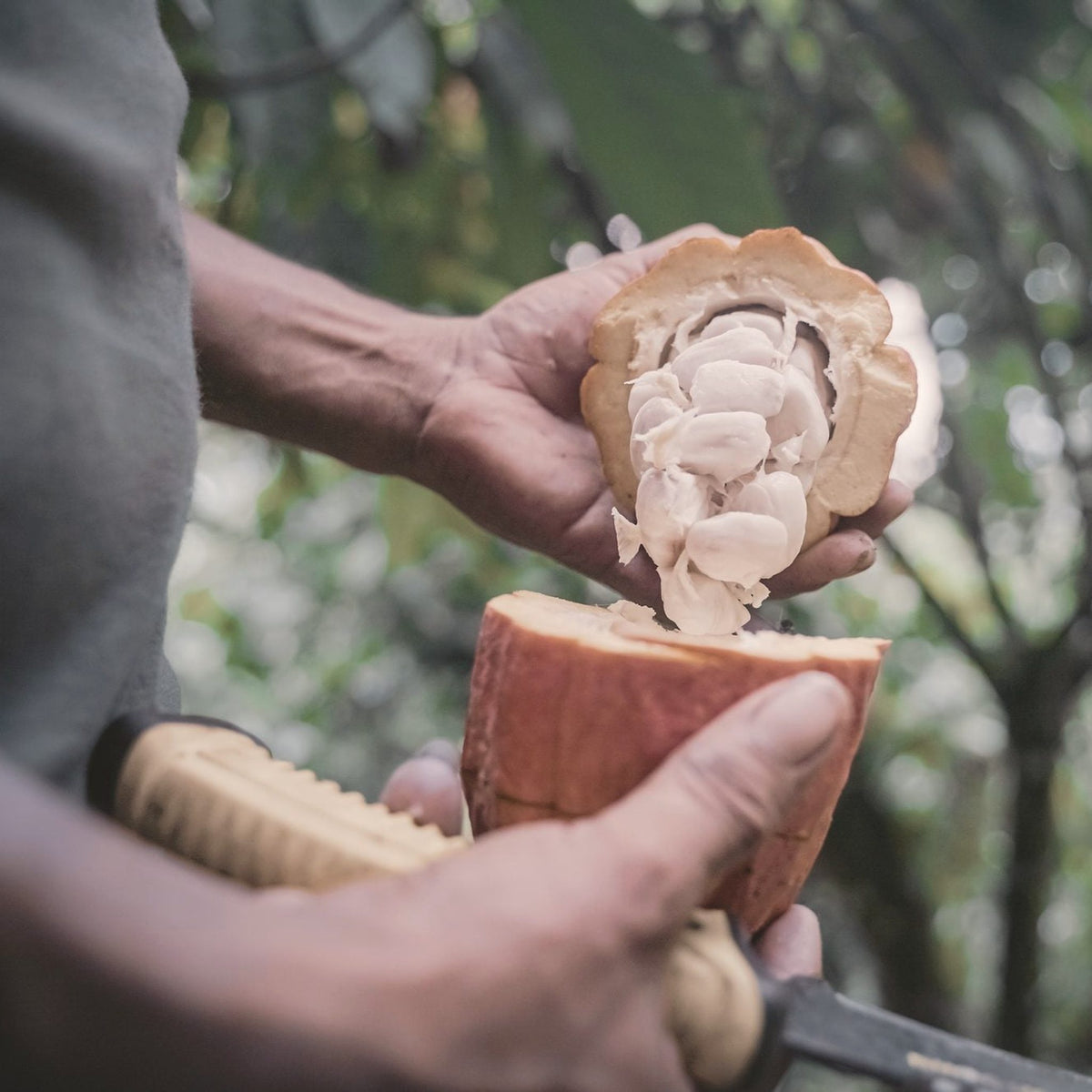 Hands opening a ripe cacao pod with a knife, the white seeds inside, Nicaragua