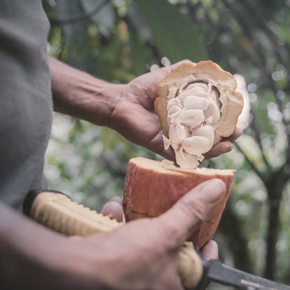 Hands opening a ripe cacao pod with a knife, the white seeds inside, Nicaragua