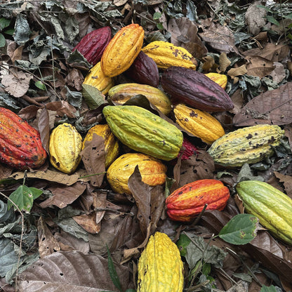 Ripe cacao pods in yellow, green, red and purple lying on leaf litter, Nicaragua