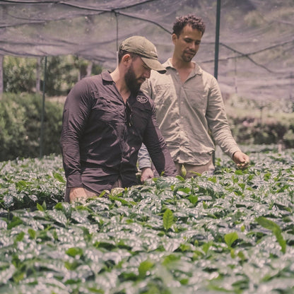 Two people walking through a shaded coffee nursery full of young plants, Nicaragua