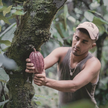 A cacao grower holding a ripe pod growing straight out of a mossy tree trunk in the shade, Nicaragua