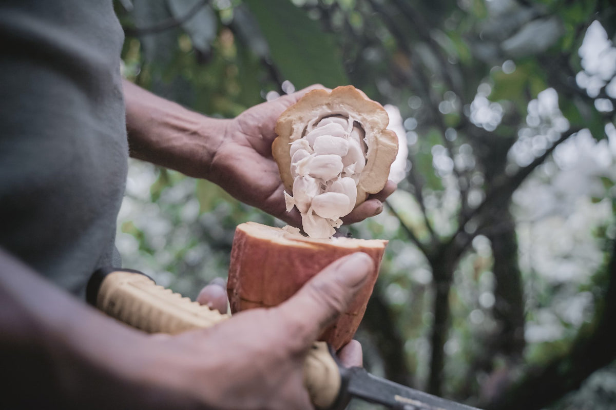 Cacao harvesting.