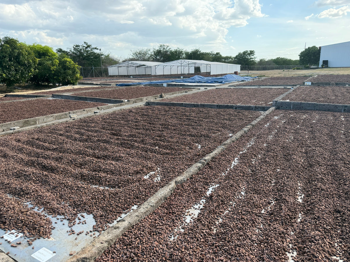 Cacao beans drying in raked beds at Ingemann in Nicaragua, with the plant sheds behind