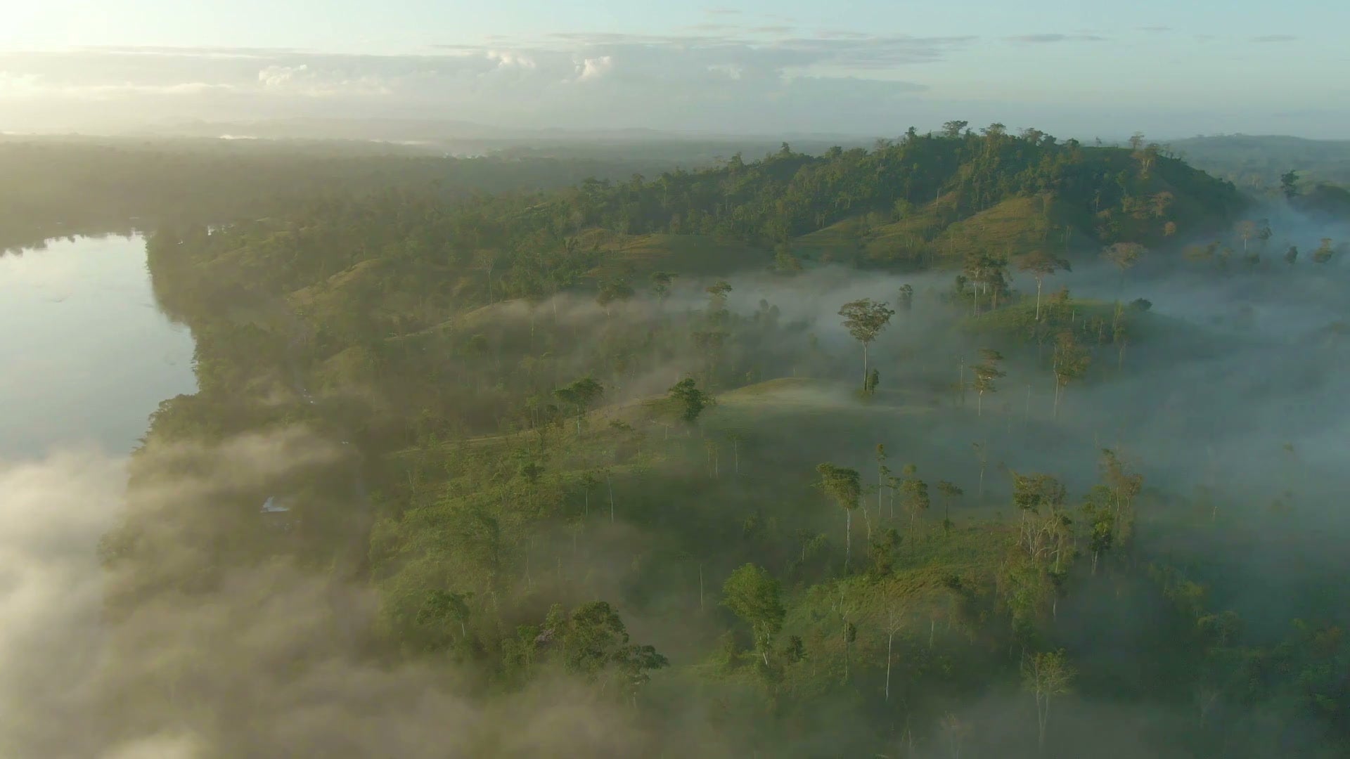 Forest canopy beside still water