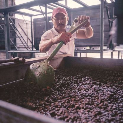 A worker turning fermenting cacao beans in a wooden box with a long paddle, Ingemann, Tipitapa, Nicaragua