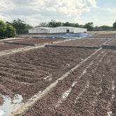 Cacao beans raked into rows on open drying beds, white sheds behind, Ingemann, Tipitapa, Nicaragua