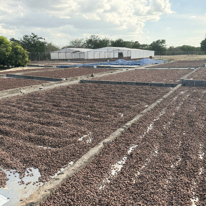 Cacao beans raked into rows on open drying beds, white sheds behind, Ingemann, Tipitapa, Nicaragua