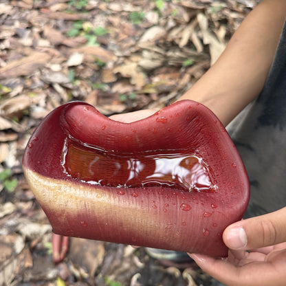 Fresh white cacao pulp pooled in a red pod husk held in a worker&