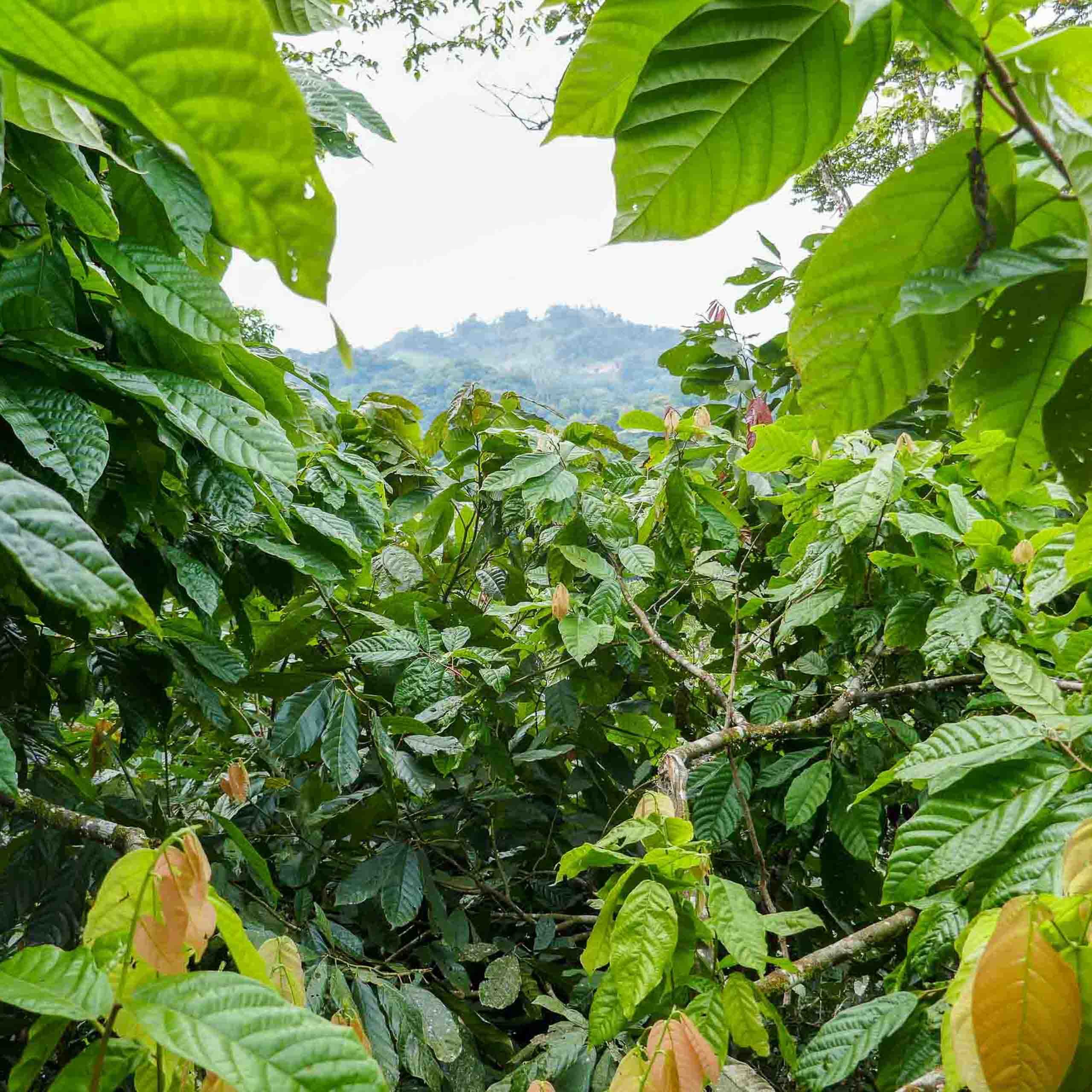 Oro Chocolate Cacao Reforestation  